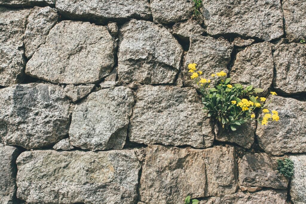yellow-petaled flower